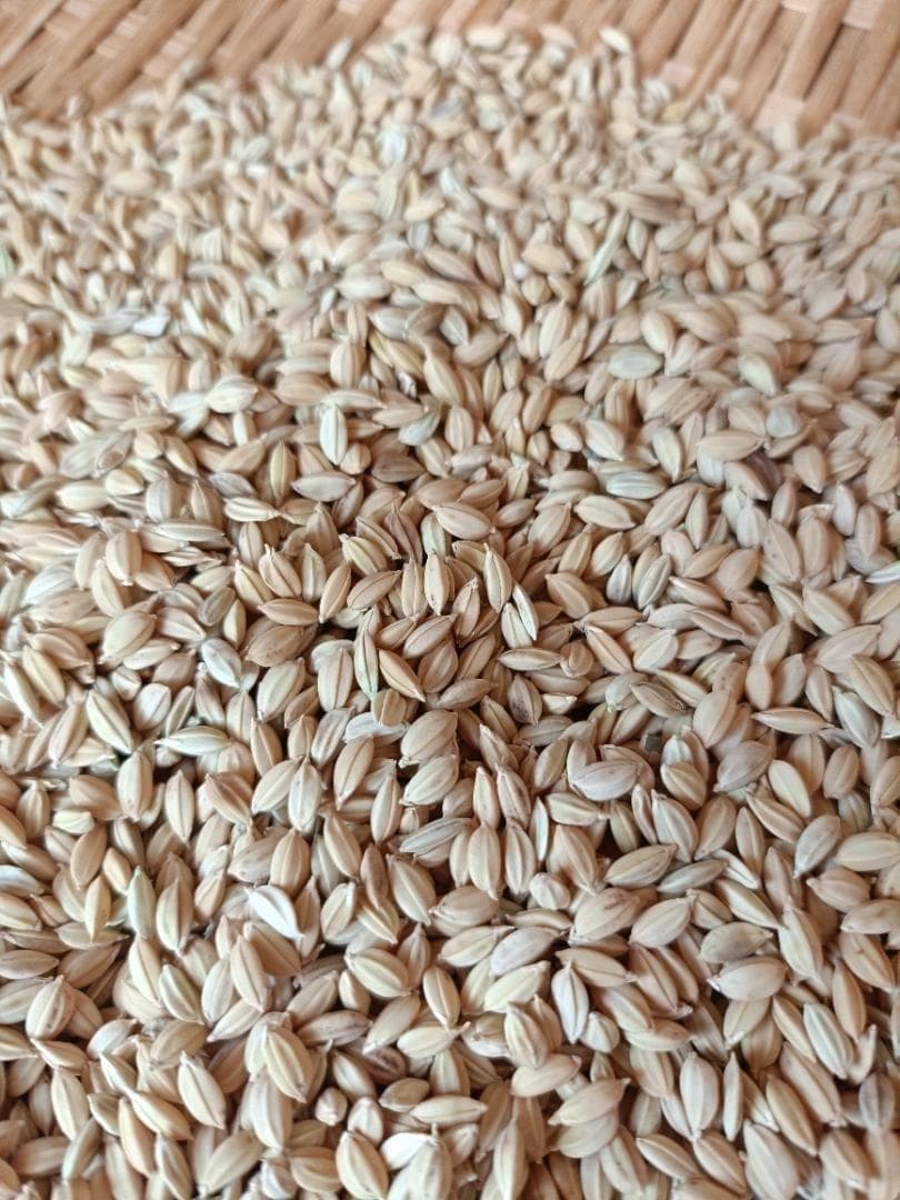 農薬不使用　7年産　ハッピーヒル（うるち）籾　1kg　種籾　陸稲