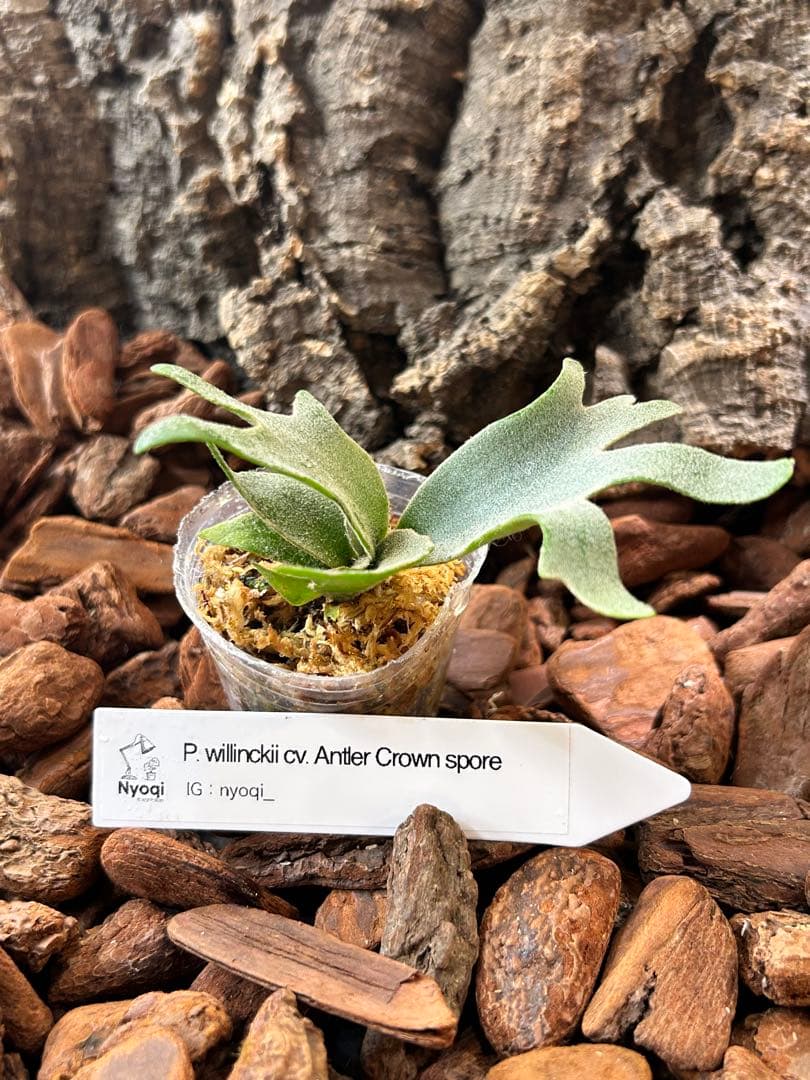 P. willinckii cv. Antler Crown spore【V21