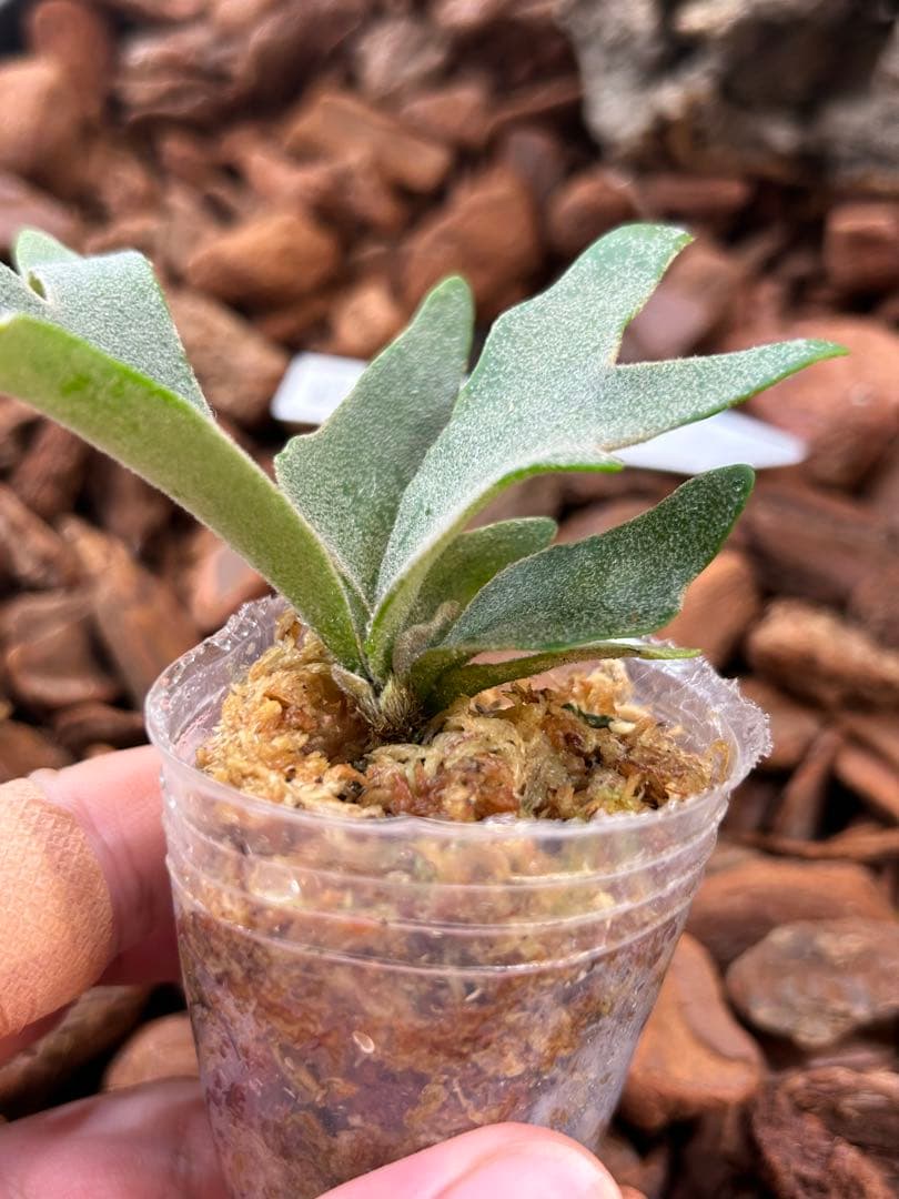 P. willinckii cv. Antler Crown spore【V21