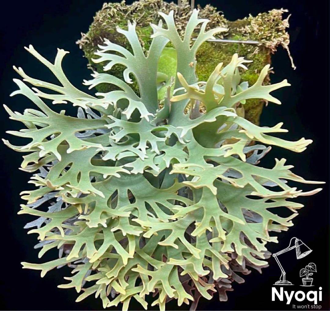 P. willinckii cv. Antler Crown spore【V21