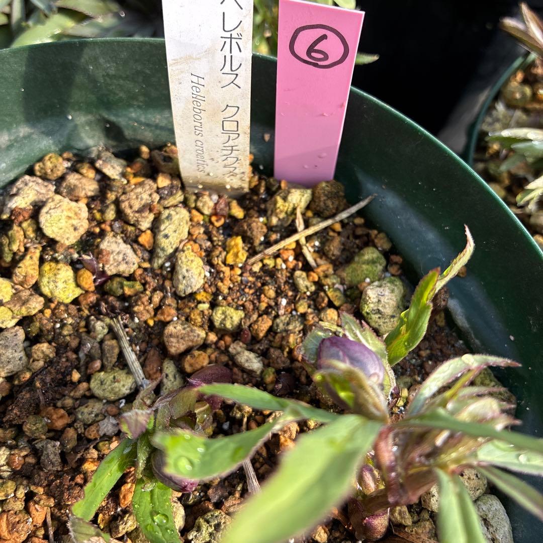 ⑥クリスマスローズ　原種　クロアチクス　６寸