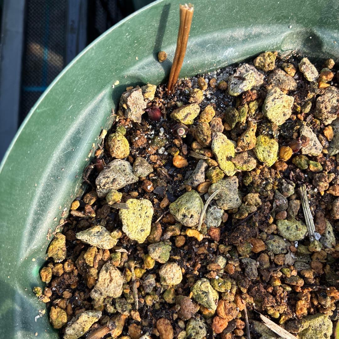 ⑥クリスマスローズ　原種　クロアチクス　６寸