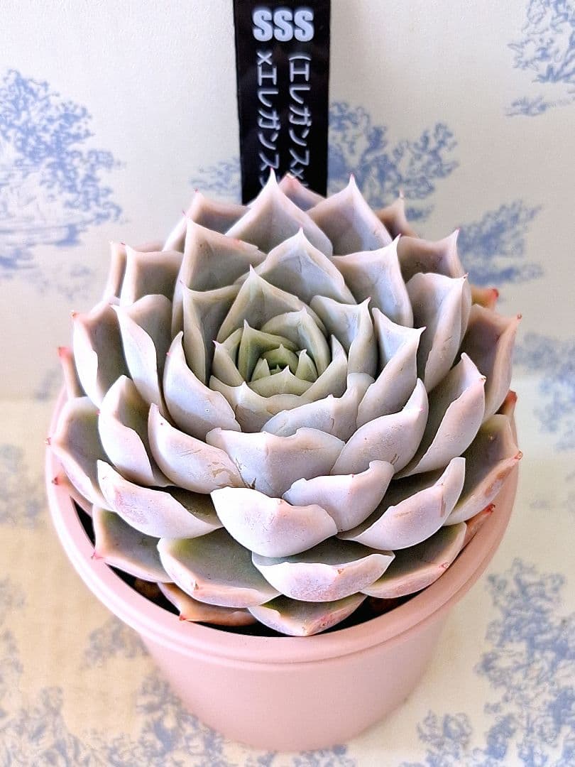 SSSさん苗(エレガンス×リラシナ)×エレガンスラパス札付きポットごとメルカリ便