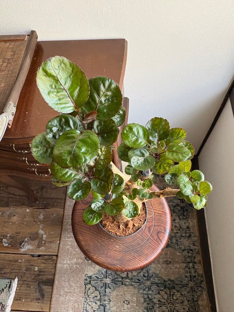 ポリシャス　バルフォーリア　ファビアン　3.5号