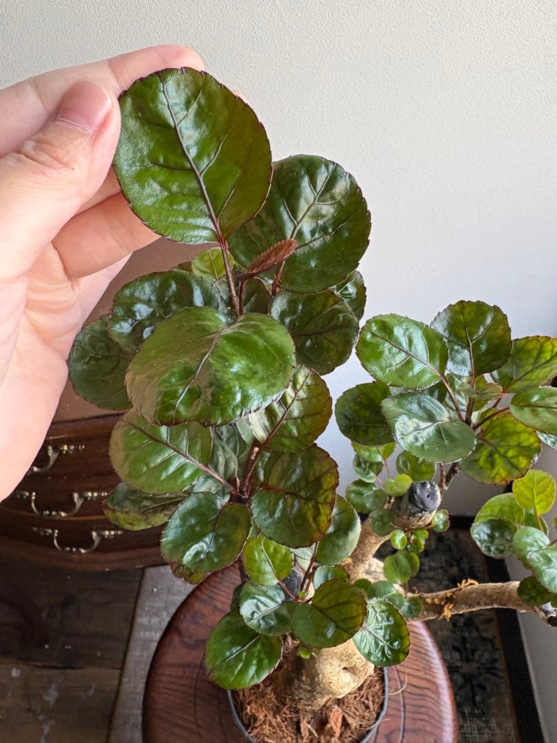 ポリシャス　バルフォーリア　ファビアン　3.5号