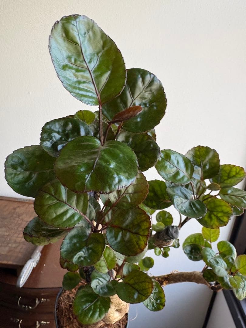 ポリシャス　バルフォーリア　ファビアン　3.5号