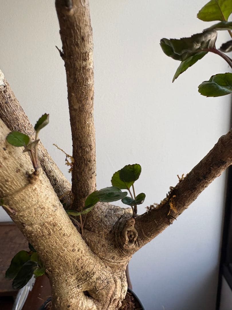 ポリシャス　バルフォーリア　ファビアン　3.5号