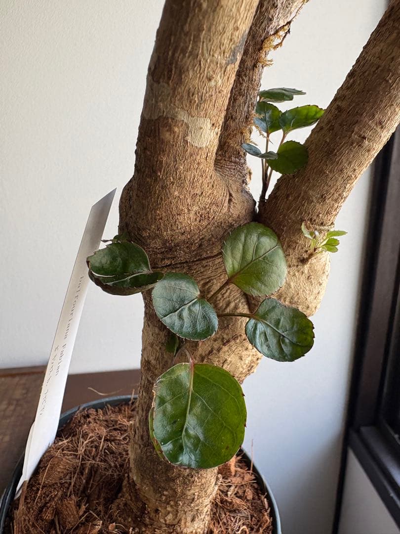 ポリシャス　バルフォーリア　ファビアン　3.5号