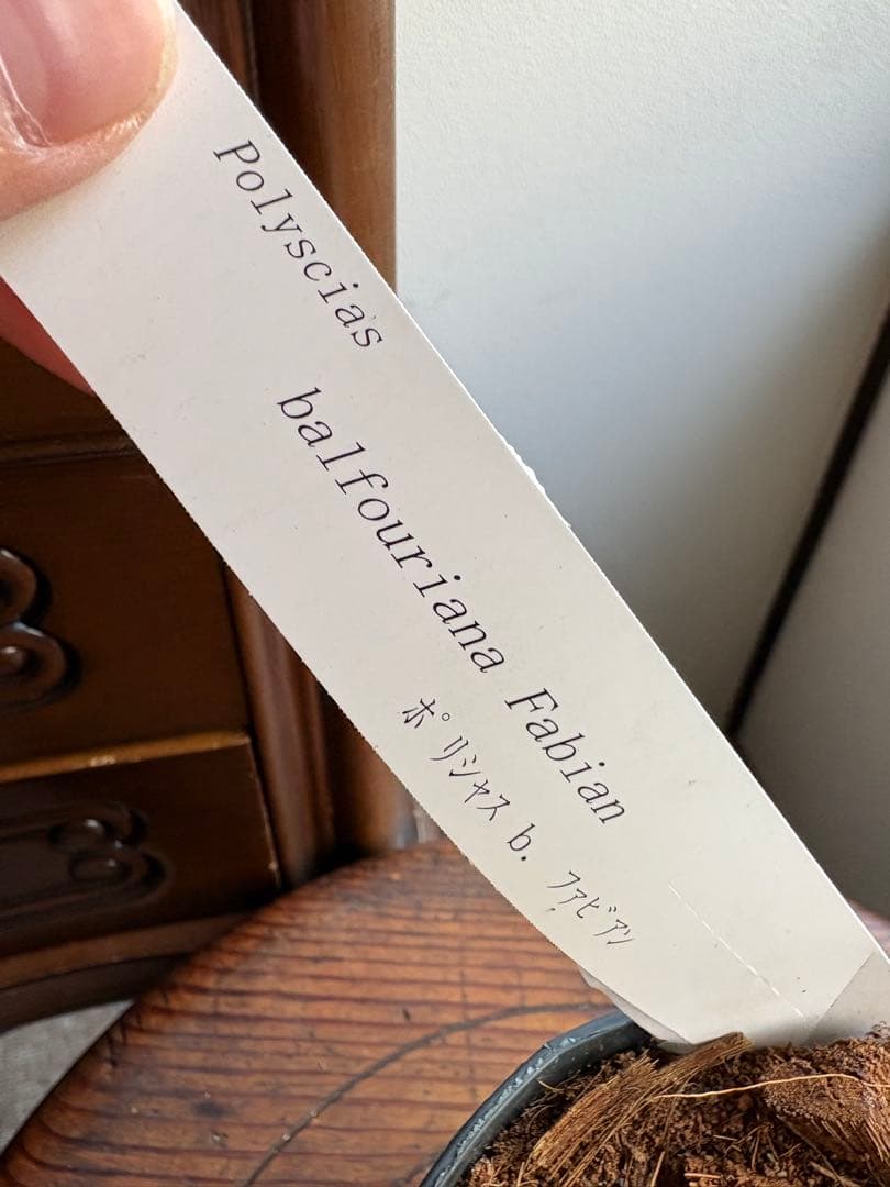 ポリシャス　バルフォーリア　ファビアン　3.5号