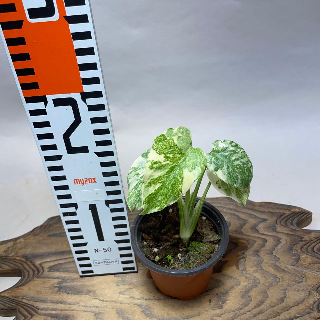 k*z様 Q527 モンステラ　デリシオーサ　レガシー　斑入り