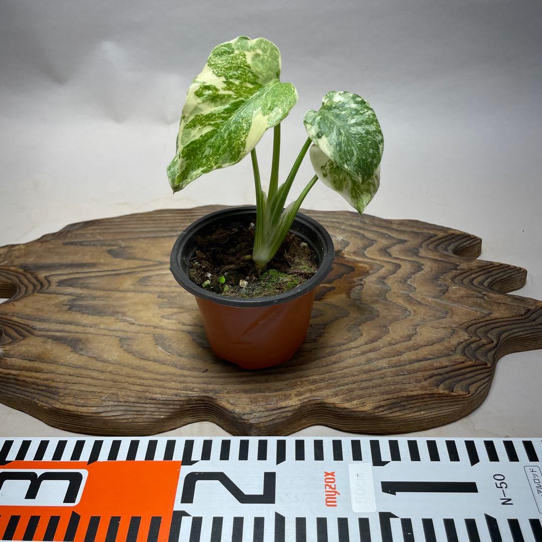 k*z様 Q527 モンステラ　デリシオーサ　レガシー　斑入り