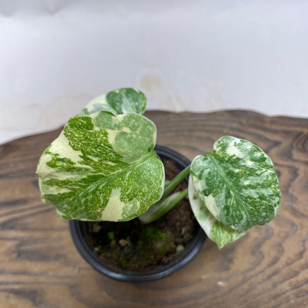 k*z様 Q527 モンステラ　デリシオーサ　レガシー　斑入り