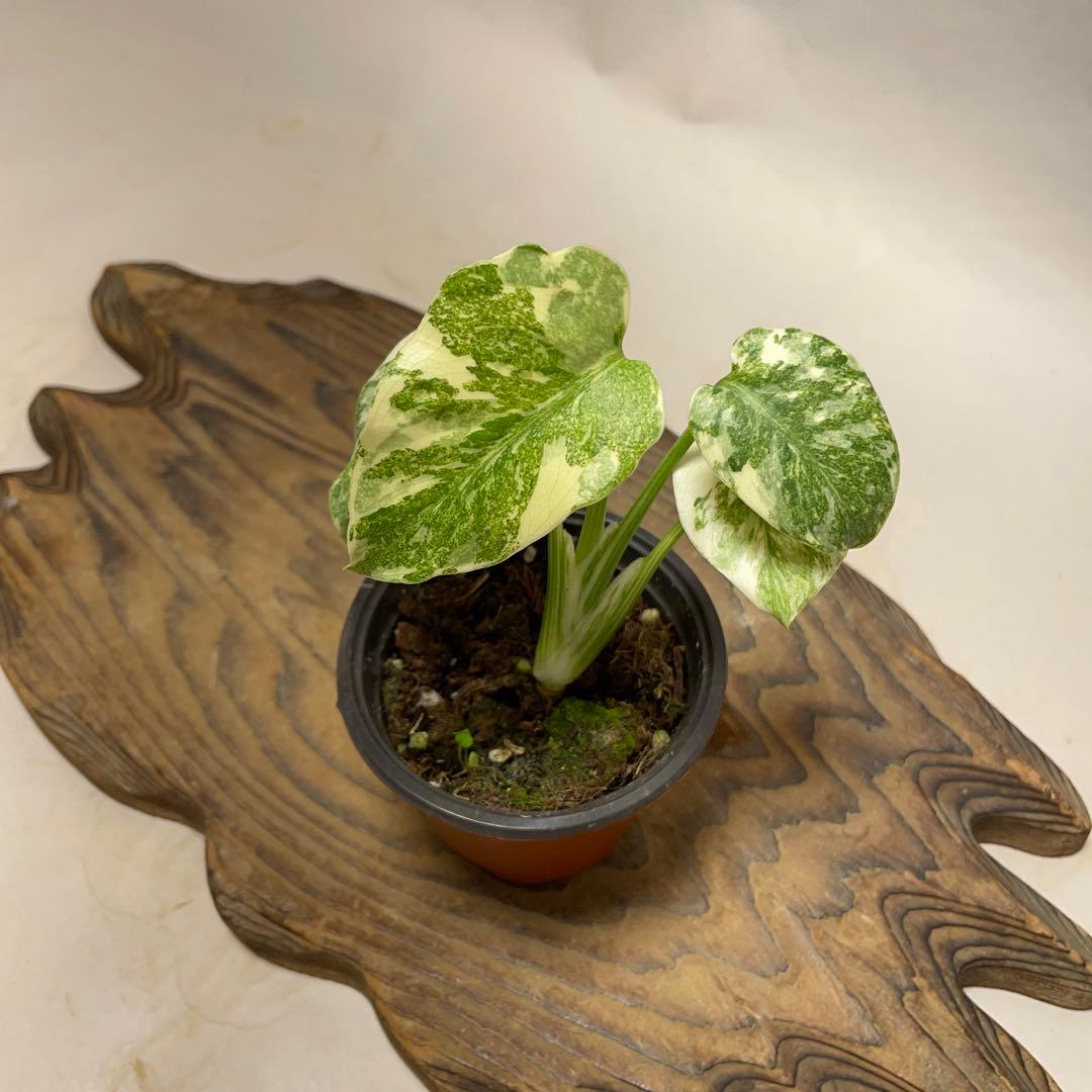 k*z様 Q527 モンステラ　デリシオーサ　レガシー　斑入り