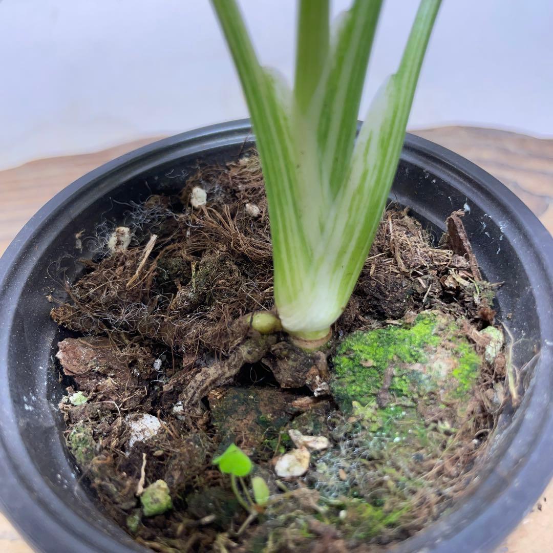 k*z様 Q527 モンステラ　デリシオーサ　レガシー　斑入り