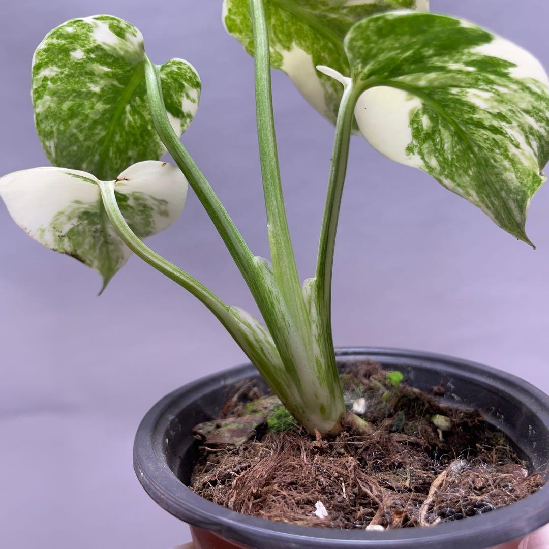 k*z様 Q527 モンステラ　デリシオーサ　レガシー　斑入り