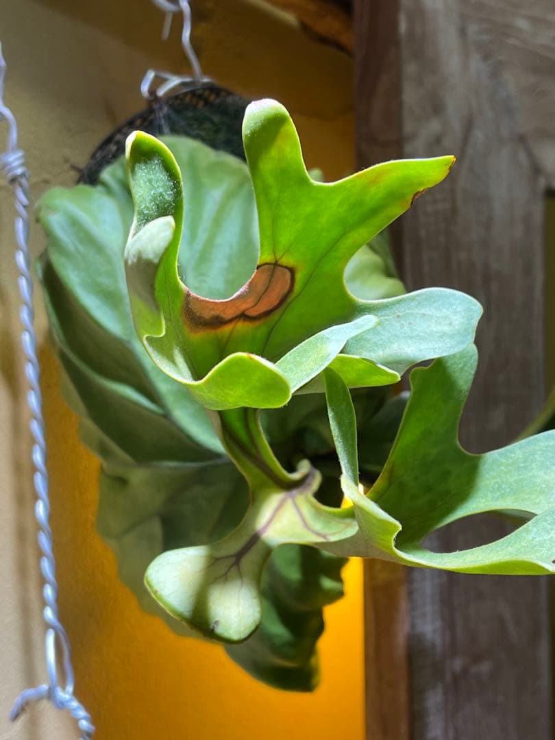 リドレイワイドフォーム　スポア　葉焼けあり