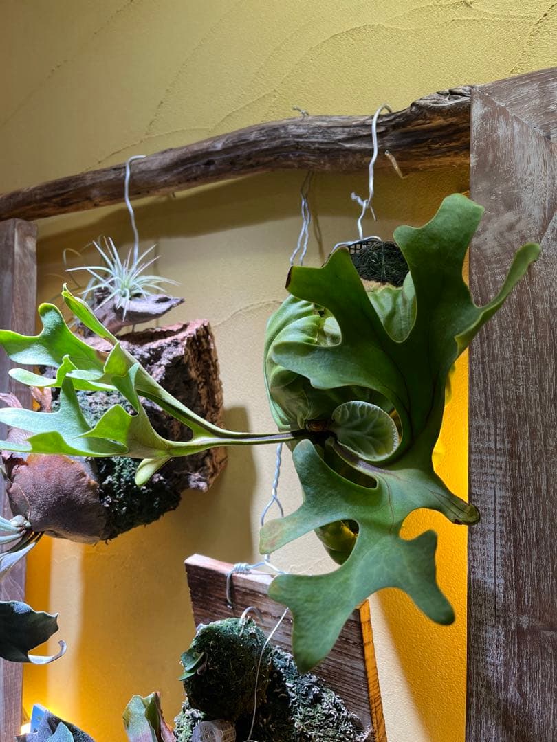 リドレイワイドフォーム　スポア　葉焼けあり