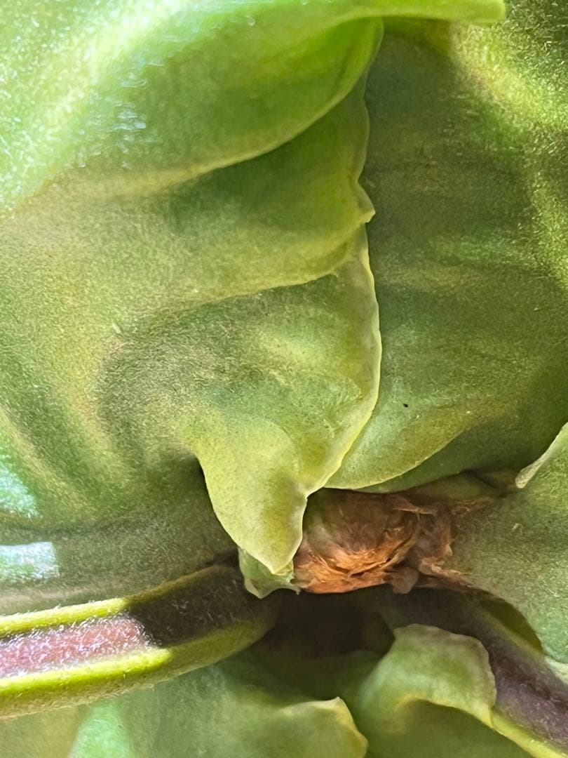 リドレイワイドフォーム　スポア　葉焼けあり