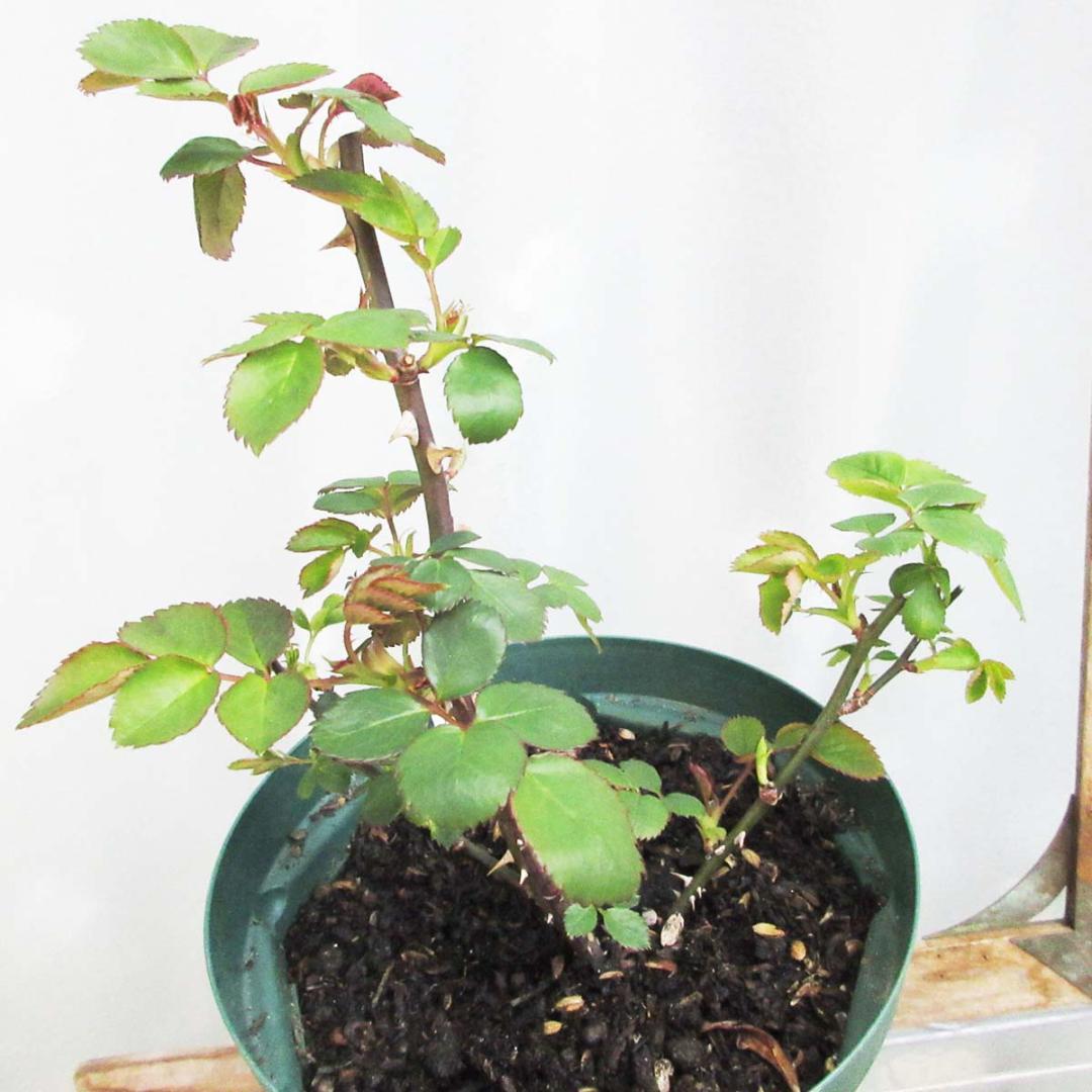 バラ花苗　切り花品種　和薔薇　薄黄色　接木苗