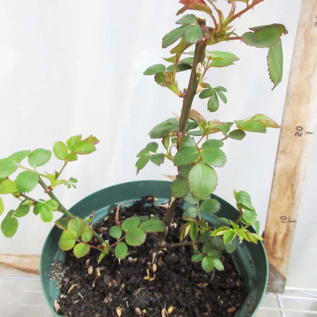 バラ花苗　切り花品種　和薔薇　薄黄色　接木苗