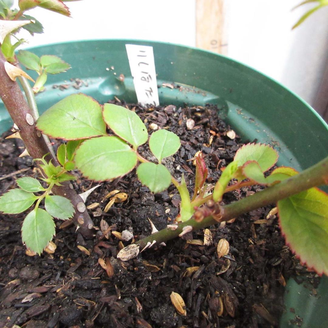 バラ花苗　切り花品種　和薔薇　薄黄色　接木苗