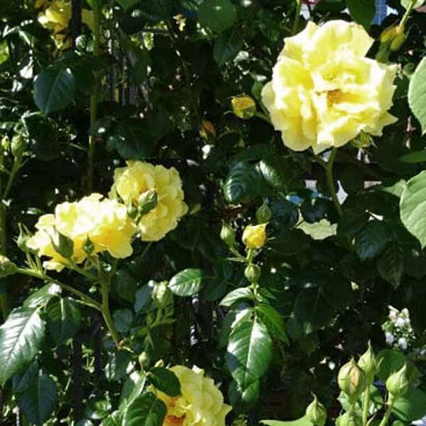 バラ花苗　切り花品種　和薔薇　薄黄色　接木苗