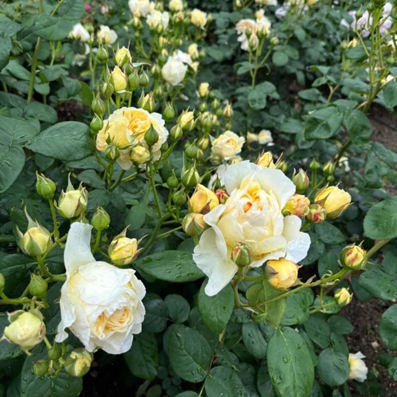 バラ花苗　切り花品種　和薔薇　薄黄色　接木苗