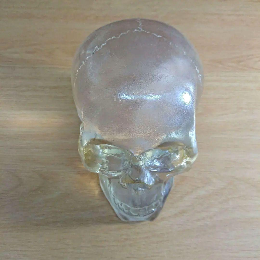 スカル オブジェ 骸骨 置物 透明