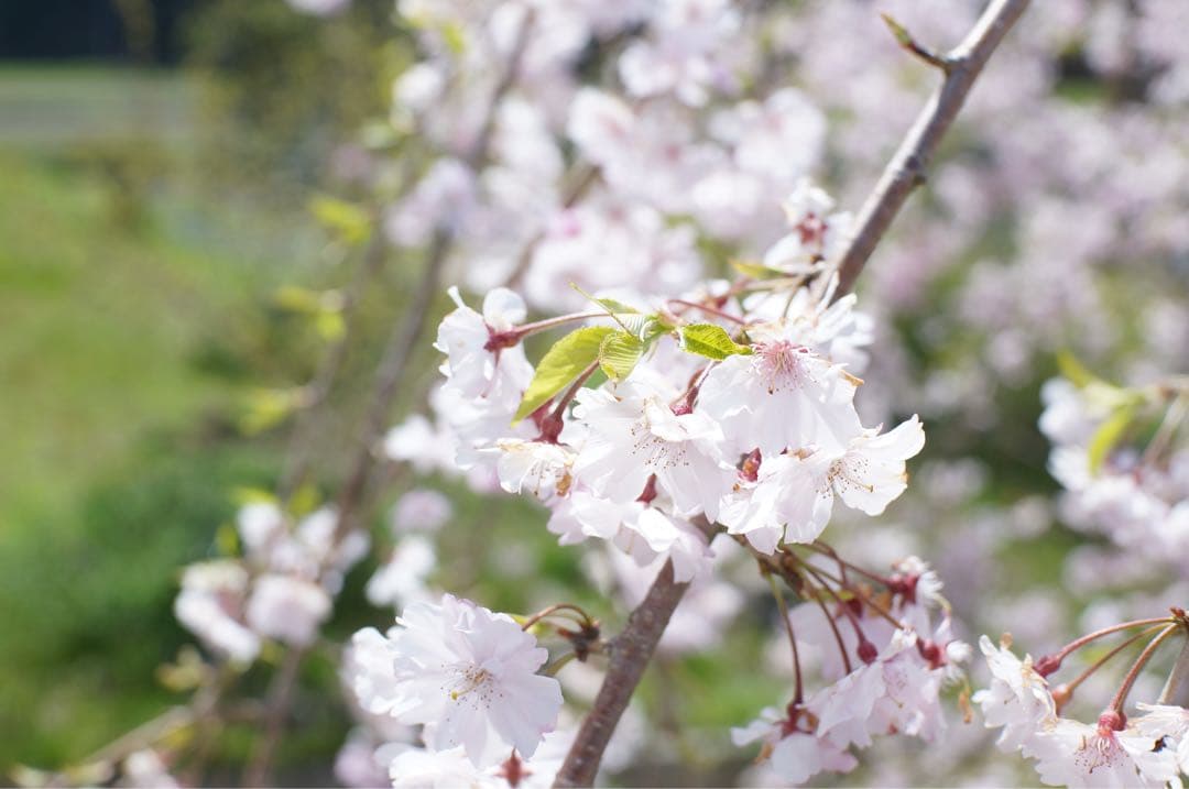 銘匠光学 TTArtisan 23mm f/1.4 ソニーEマウント