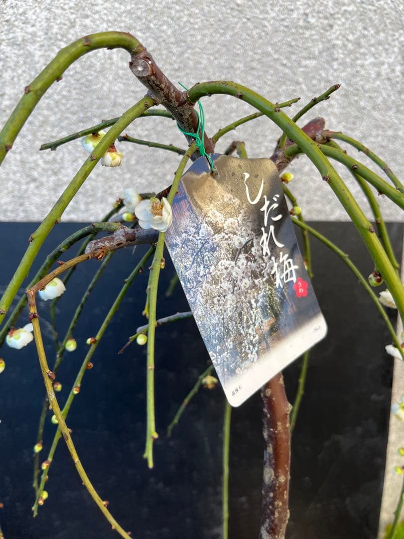 しだれ梅 白花 八重咲きの枝垂れ梅 咲き始め 接木苗木 蕾有り 宅急便