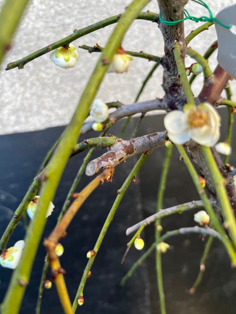 しだれ梅 白花 八重咲きの枝垂れ梅 咲き始め 接木苗木 蕾有り 宅急便