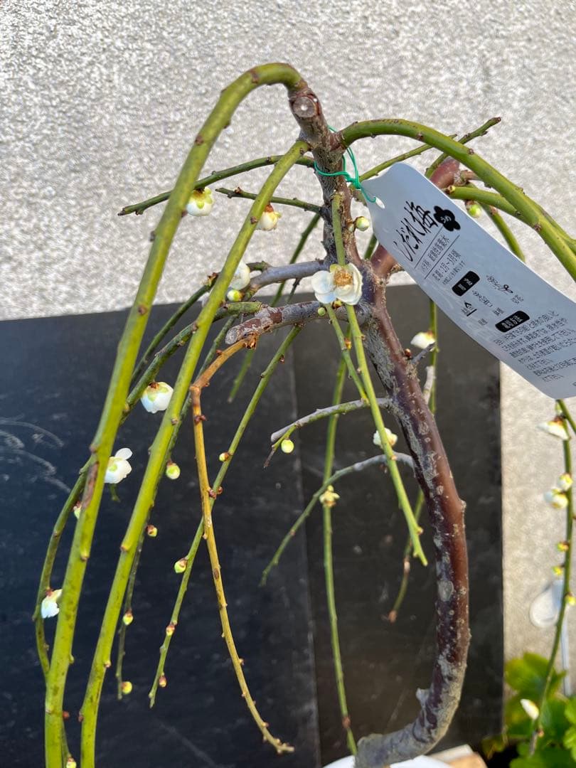 しだれ梅 白花 八重咲きの枝垂れ梅 咲き始め 接木苗木 蕾有り 宅急便