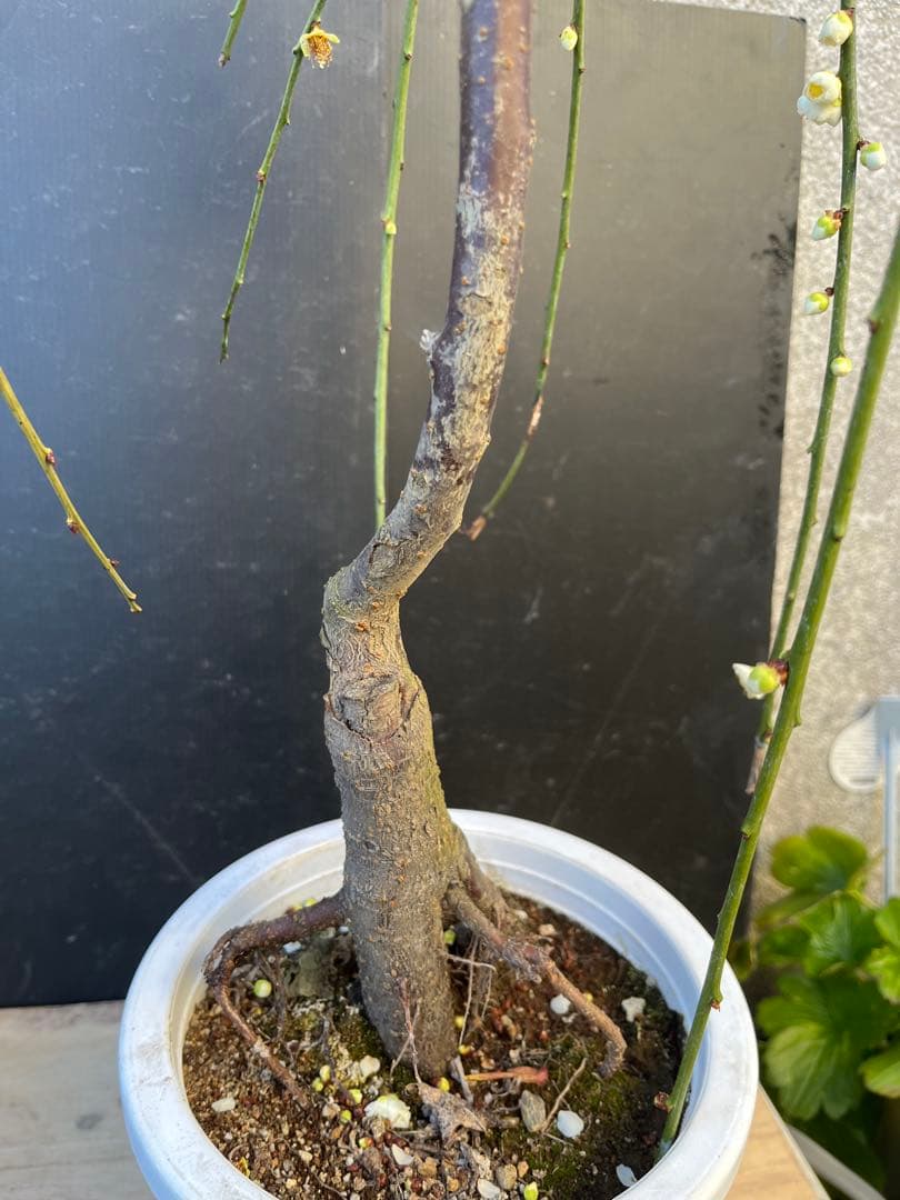 しだれ梅 白花 八重咲きの枝垂れ梅 咲き始め 接木苗木 蕾有り 宅急便