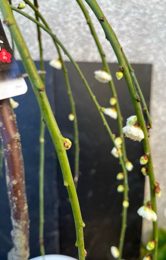 しだれ梅 白花 八重咲きの枝垂れ梅 咲き始め 接木苗木 蕾有り 宅急便