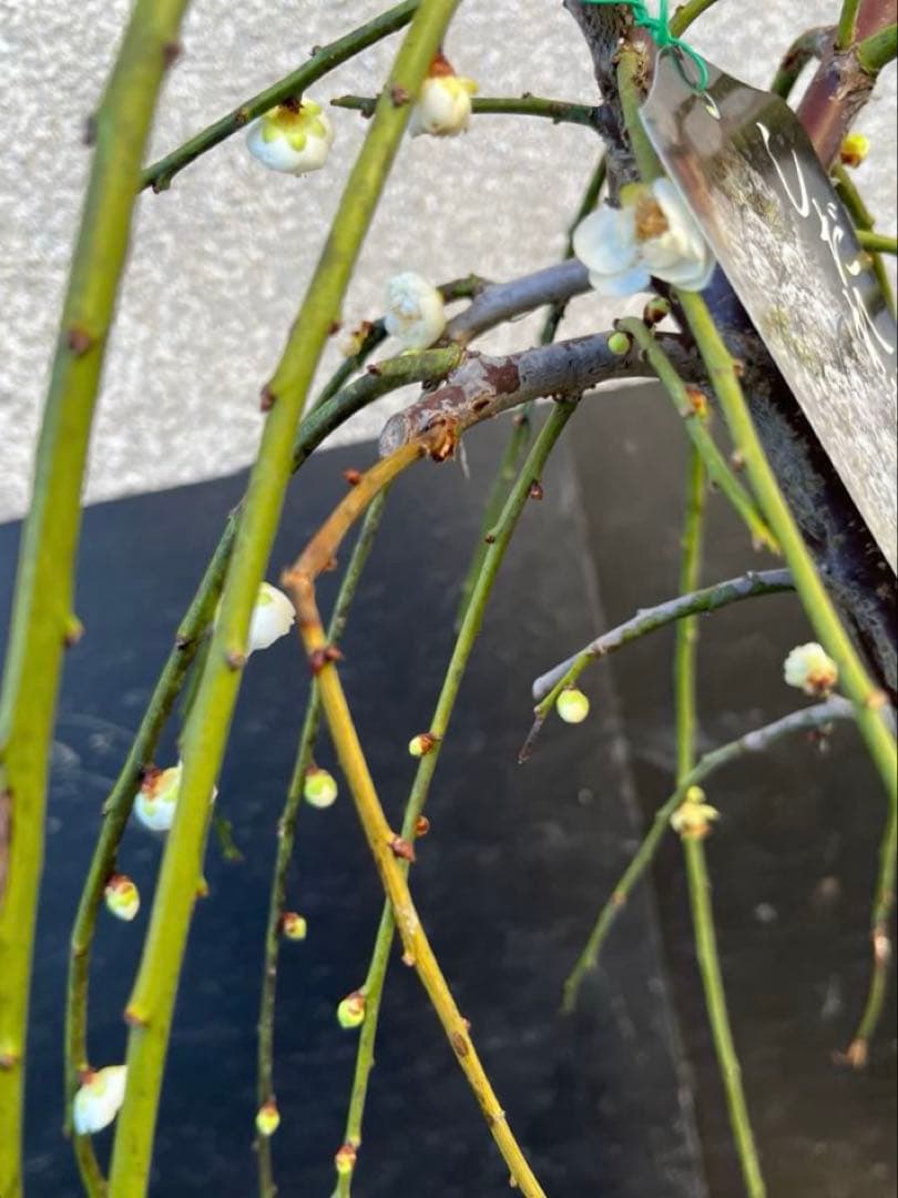 しだれ梅 白花 八重咲きの枝垂れ梅 咲き始め 接木苗木 蕾有り 宅急便