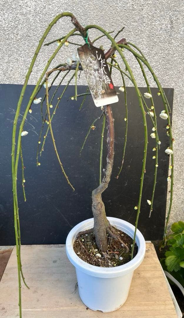 しだれ梅 白花 八重咲きの枝垂れ梅 咲き始め 接木苗木 蕾有り 宅急便