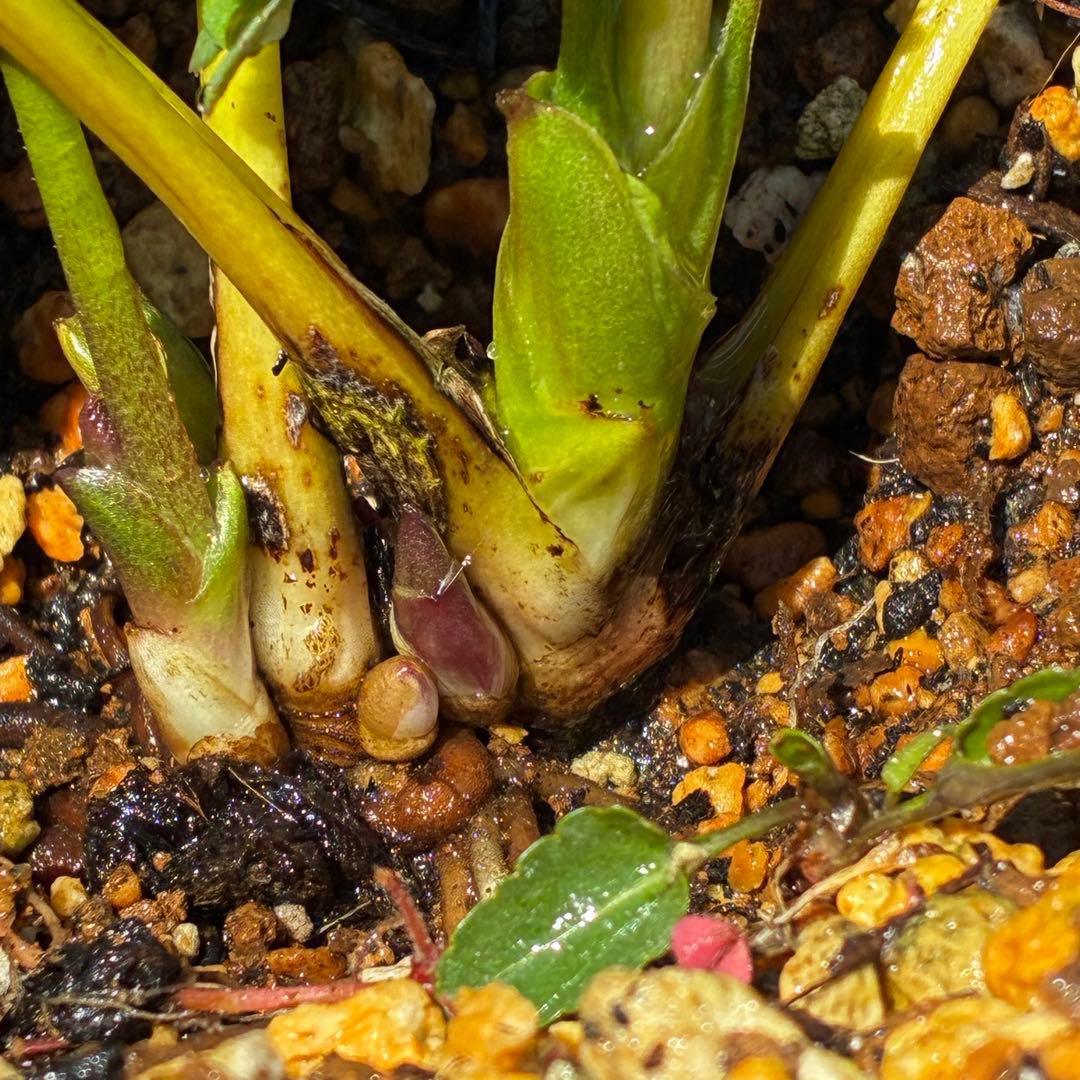 3805☘️1年間管理株☘️⭐️小輪⭐️ピュアピンク⭐️縁抜けスプレー⭐️樋口さん⭐️