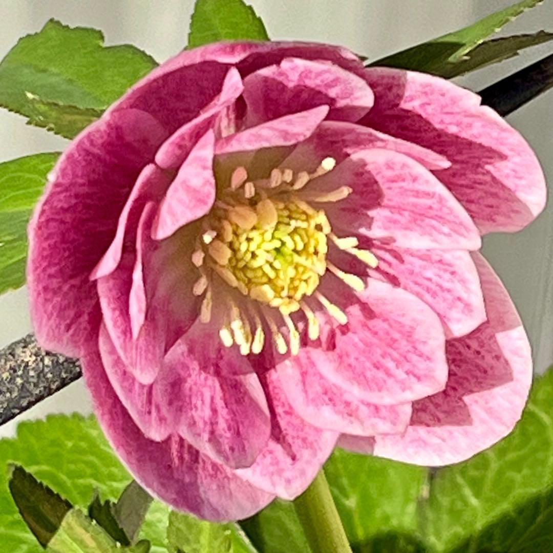 3805☘️1年間管理株☘️⭐️小輪⭐️ピュアピンク⭐️縁抜けスプレー⭐️樋口さん⭐️