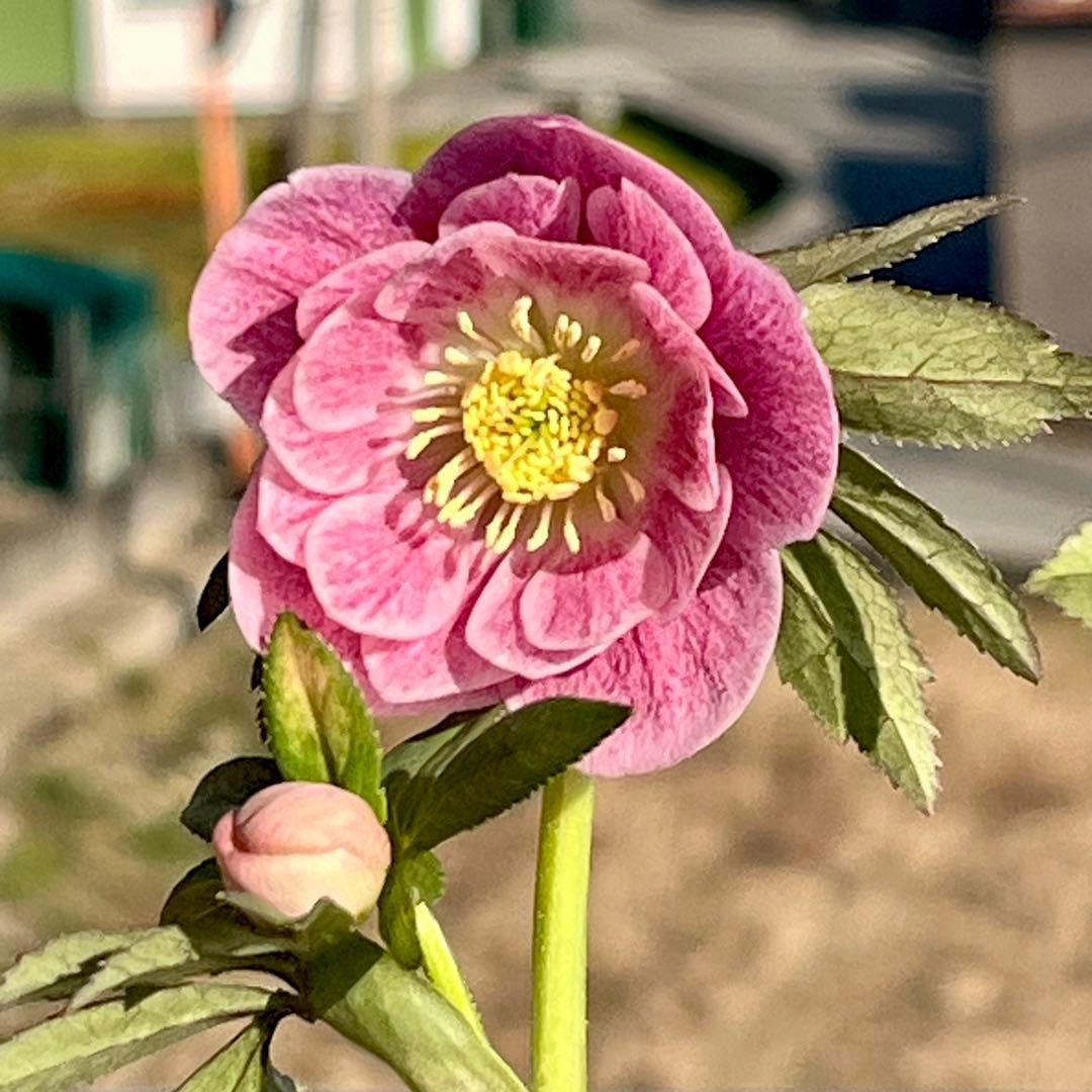 3805☘️1年間管理株☘️⭐️小輪⭐️ピュアピンク⭐️縁抜けスプレー⭐️樋口さん⭐️