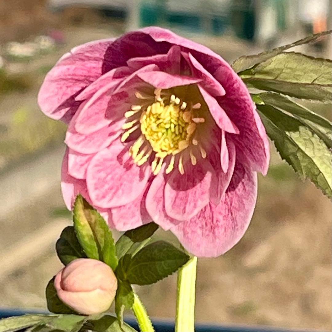 3805☘️1年間管理株☘️⭐️小輪⭐️ピュアピンク⭐️縁抜けスプレー⭐️樋口さん⭐️