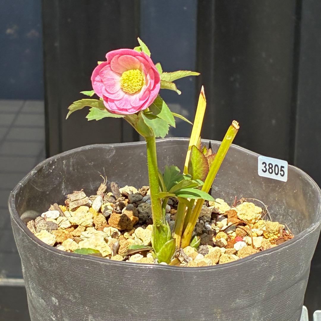 3805☘️1年間管理株☘️⭐️小輪⭐️ピュアピンク⭐️縁抜けスプレー⭐️樋口さん⭐️