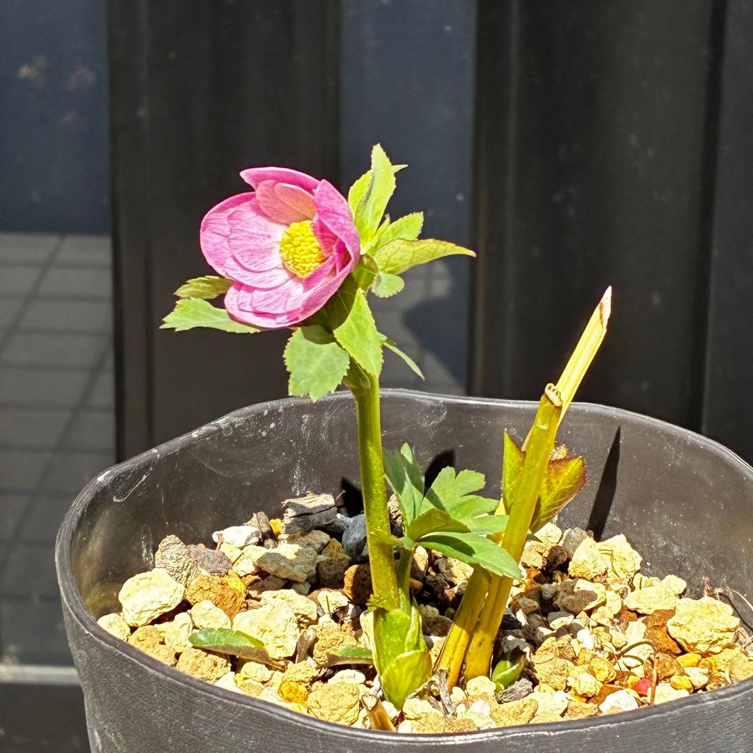 3805☘️1年間管理株☘️⭐️小輪⭐️ピュアピンク⭐️縁抜けスプレー⭐️樋口さん⭐️