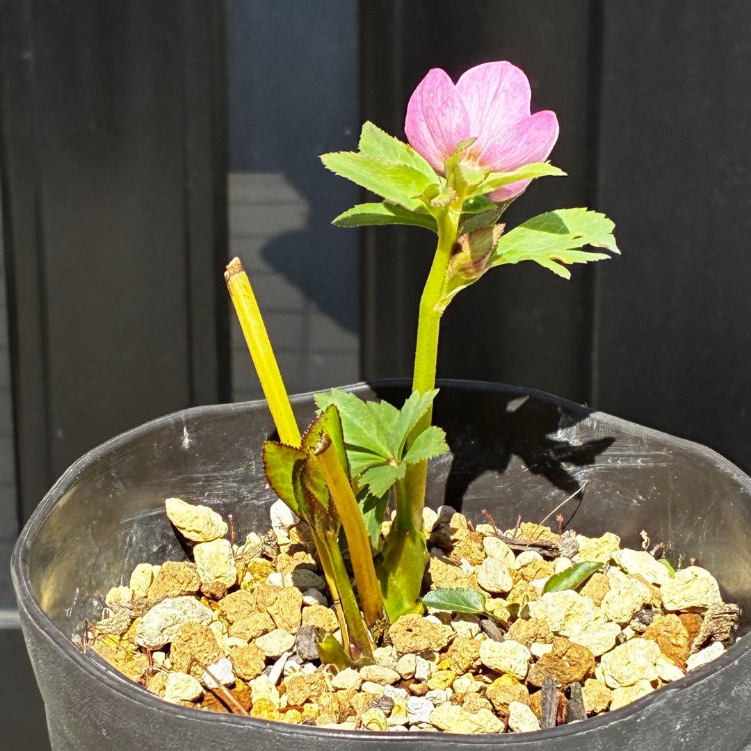 3805☘️1年間管理株☘️⭐️小輪⭐️ピュアピンク⭐️縁抜けスプレー⭐️樋口さん⭐️