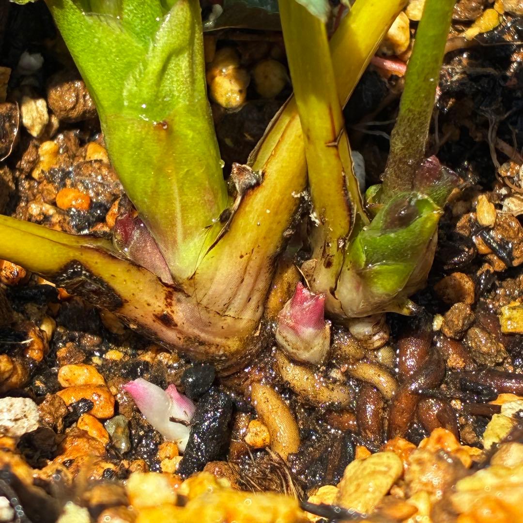 3805☘️1年間管理株☘️⭐️小輪⭐️ピュアピンク⭐️縁抜けスプレー⭐️樋口さん⭐️