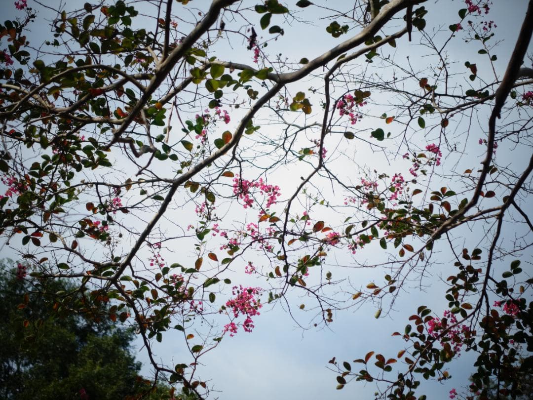 【中古】SONY rx100 m3　動作品　純正グリップ装着　作例あり