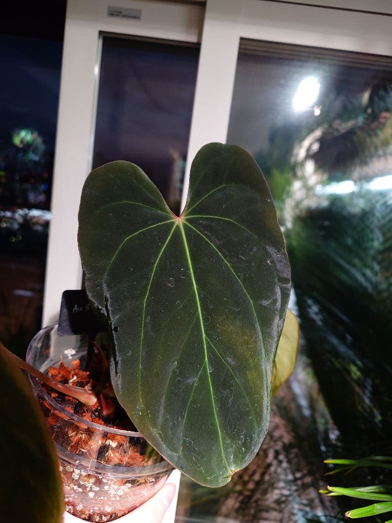Anthurium AOS x Antolakii　分け株