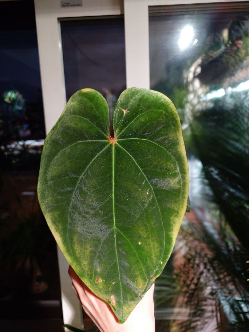 Anthurium AOS x Antolakii　分け株