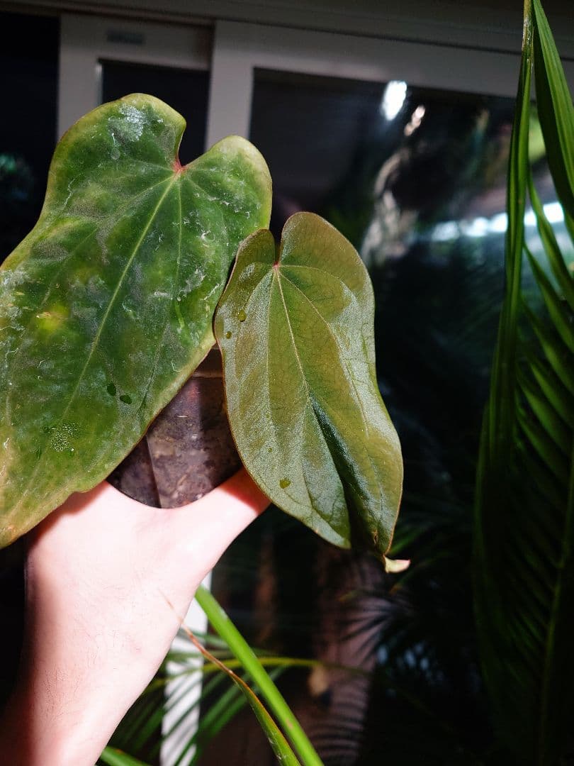 Anthurium AOS x Antolakii　分け株