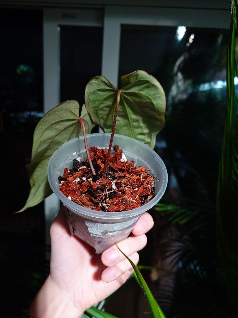 Anthurium AOS x Antolakii　分け株