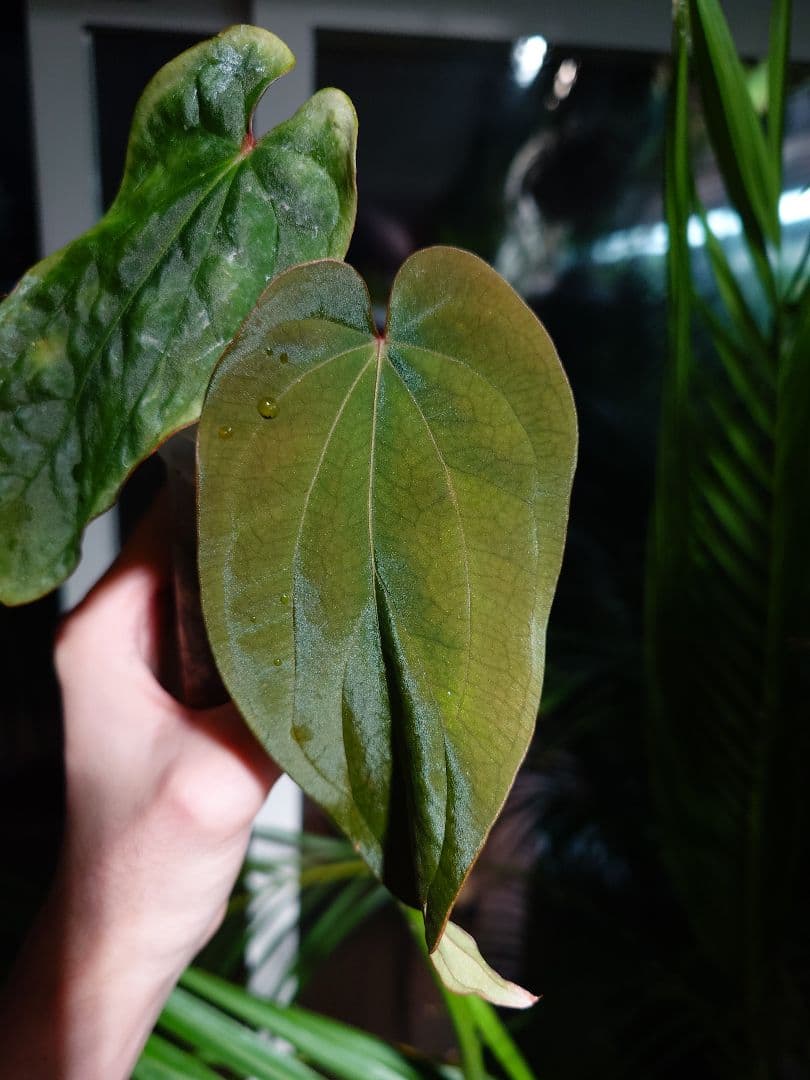 Anthurium AOS x Antolakii　分け株